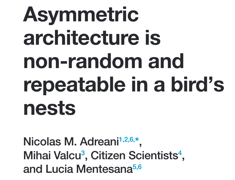 NMadreani's tweet image. Sharing a 🧵on one of the most inspiring projects I've been part of so far!

On the fascinating nest of the Rufous Hornero and its asymmetry (new paper)!

THE LINK: bit.ly/AsymmHorneroCB

1/13

#furnarids #CitizenScience #cienciaciudadana #hornero #ornithology @CurrentBiology