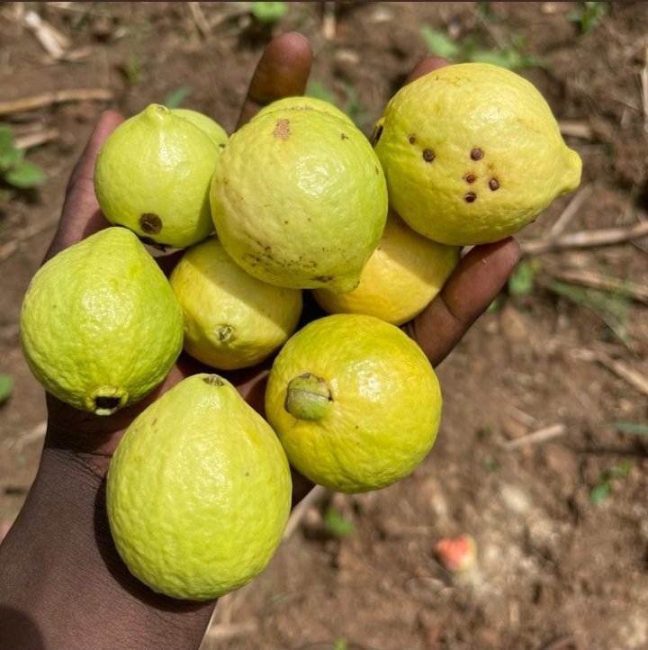 luthuliavenue's tweet image. My luch today