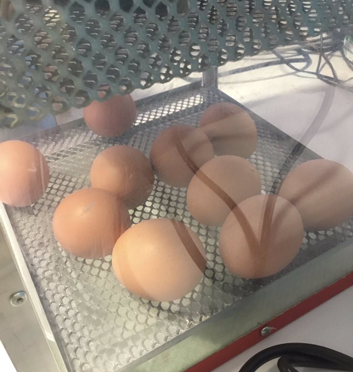 TGPS_NorthLincs's tweet photo. One of our eggs has started to crack today π₯#TGPSScience https://t.co/Ct96CkIKrs