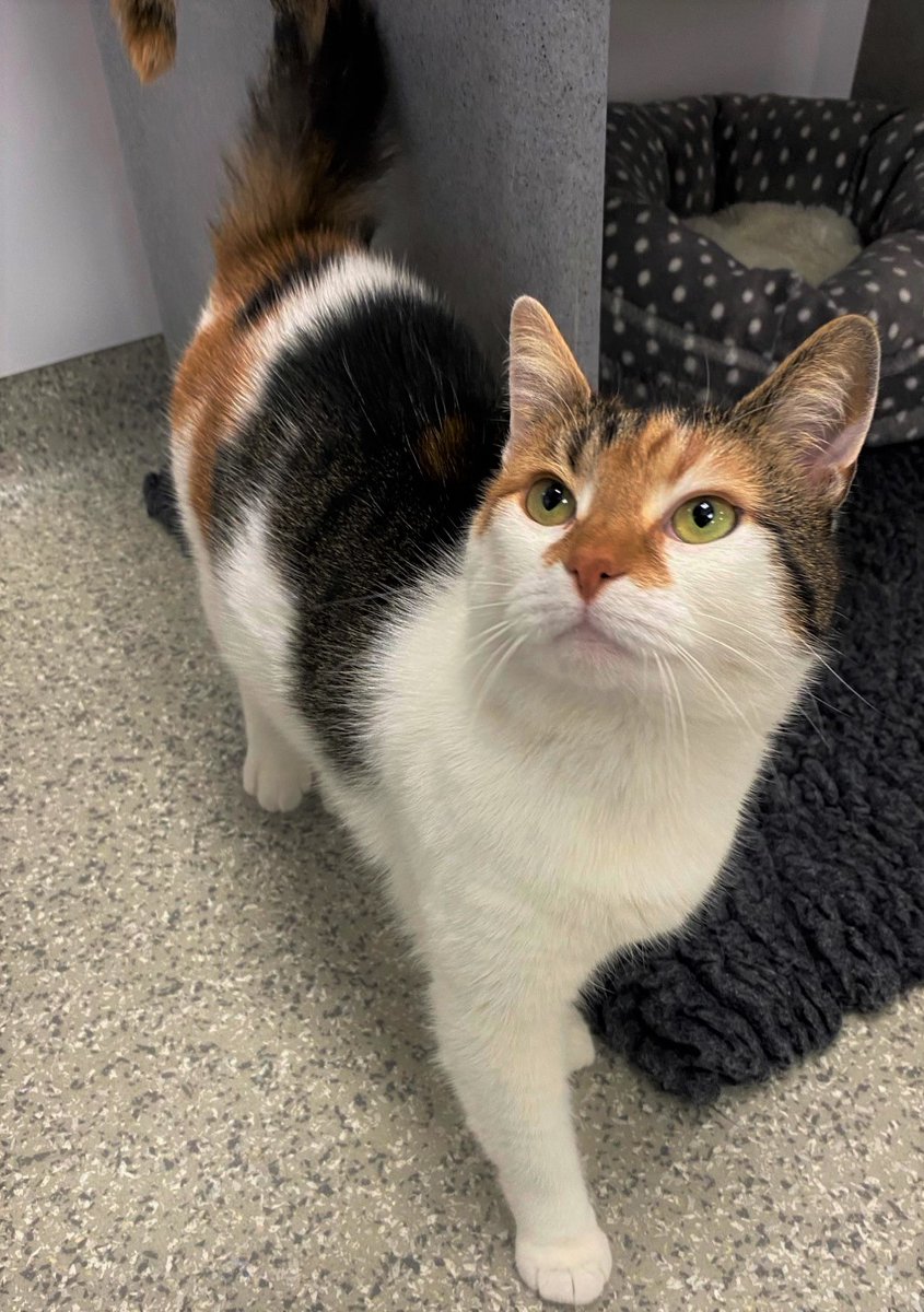 CPCardiffHIC's tweet photo. Say hello the cutie Pumpkin! She is our second new arrival here at the centre. She is 5 years old and is looking for a home with no other pets and older children. She is shy at first but once she gets to know you, she loves a cuddle and fuss 😻 https://t.co/wiH33QqeBG