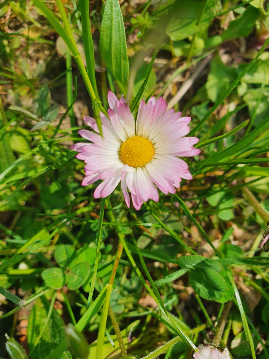 killerkitty2611's tweet photo. #hellospring das einzige Gänseblümchen was ich gefunden habe was noch etwas  pink ist. 🥰 Mann kann nicht nur am Wetter erkennen das der Frühling da ist,auch an den Blumen. https://t.co/zOXUo9nZjd
