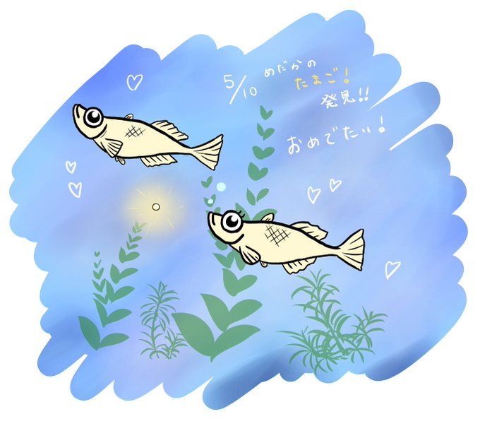 メダカの卵のtwitterイラスト検索結果