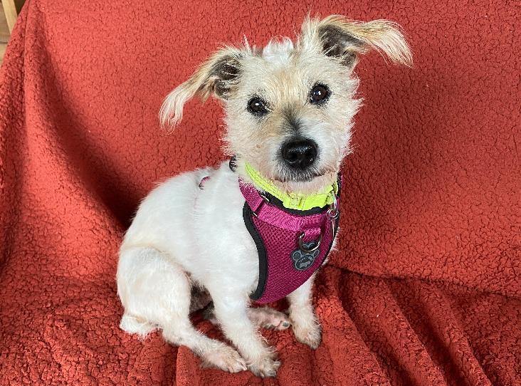 AdoptionsUk's tweet photo. Please retweet to help Penny find a home #SOMERSET #ENGLAND 

Very friendly Terrier aged 8, she's good on the lead. 
She can live with children aged 12+ and also with a cat or a dog 😺🐶😀✅

DETAILS or APPLY👇
https://t.co/8aYwGHgA5k 
#dogs #cats #pets #animals #AdoptDontShop https://t.co/WmhnBKwcwY