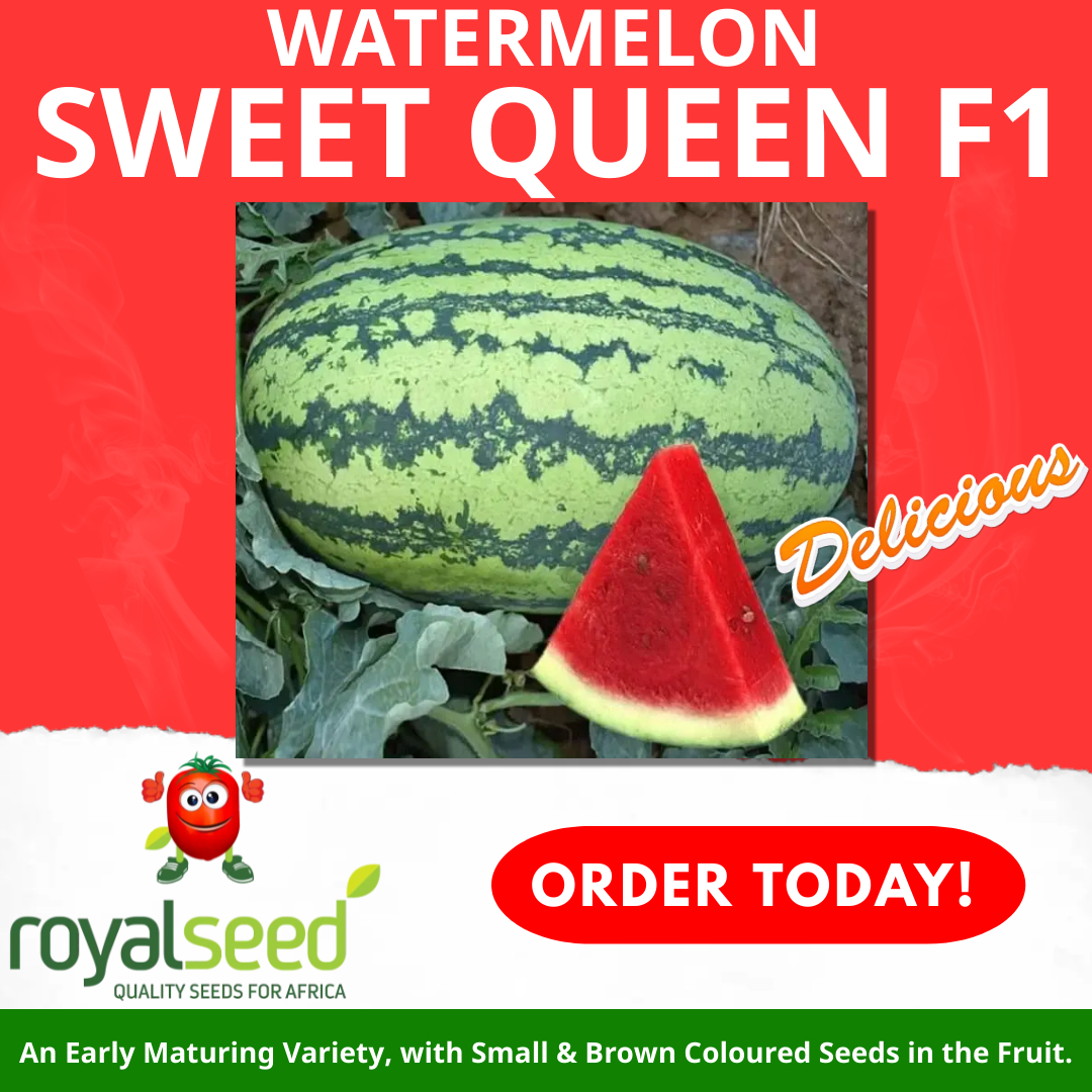 RoyalSeedKE's tweet photo. This #MUNCHINGMAY you should not compromise when it comes to Watermelon, Sweetness is Key👌. With our WATERMELON SWEET QUEEN F1, expect a 🍉🍉'' Sweet'' harvest 🍉🍉
🍉Maturity 85 days from planting
🍉Fruit weight 10 - 12kgs
Reach us to place your Order
Toll-Free Line: 0800720250 https://t.co/wRttp2UtPu