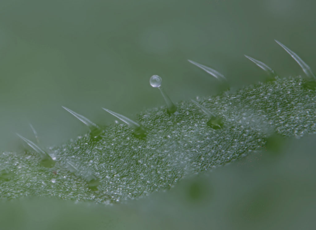 JIDeegan's tweet image. I&apos;m back trying to photograph tiny hairs. This is a set of hairs on a courgette leaf, photographed using a canon 200mm prime lens and a Mitutoyo 10x microscope objective. Lenses by @MitutoyoAmerica &amp;amp; @CanonUKandIE. Funded by @_OpenPlant