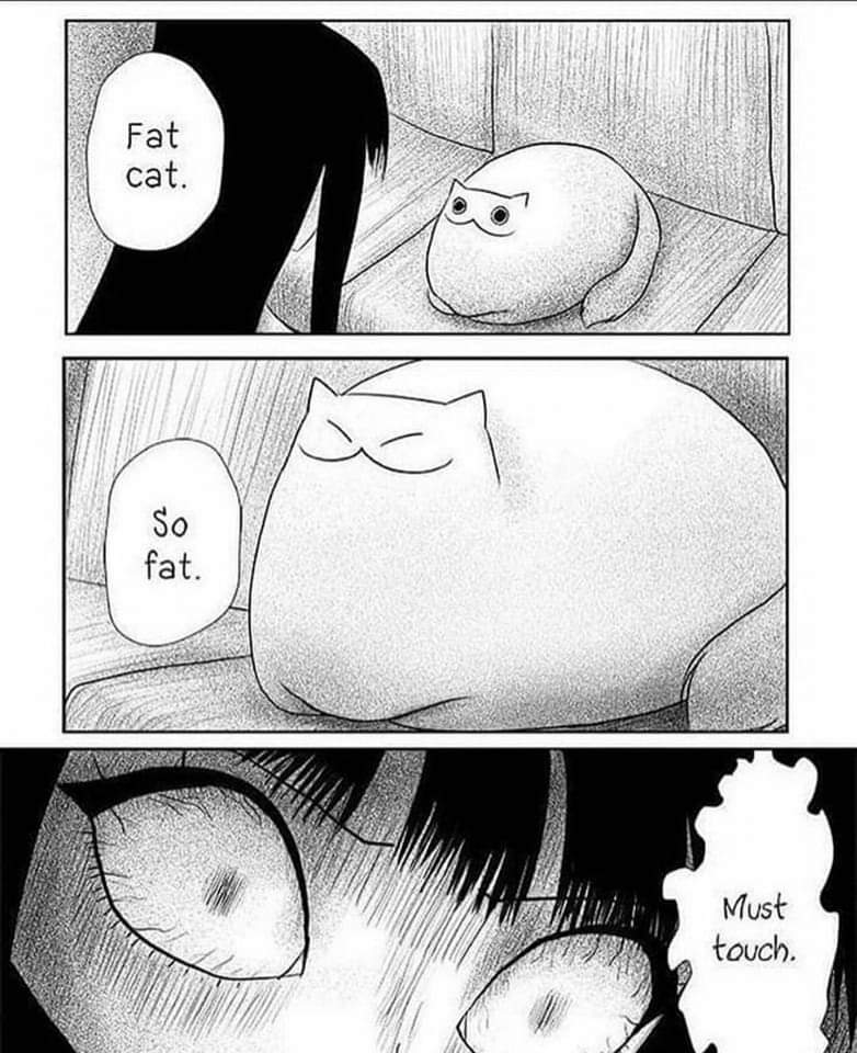 Every time I see fat cats 🥰🥰🥰
