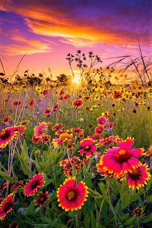 MeltemZ73193914's tweet photo. Dünyanın  bütün  sabahlarında
AŞK  vardır…
Kendi  yüreğinin güneşini
görebiliyorsun…!
🌹
Güneşli #güzel bir gün #Mutluluğunuz 
#dayim  olsun🫶 https://t.co/rvXgQaV8J7