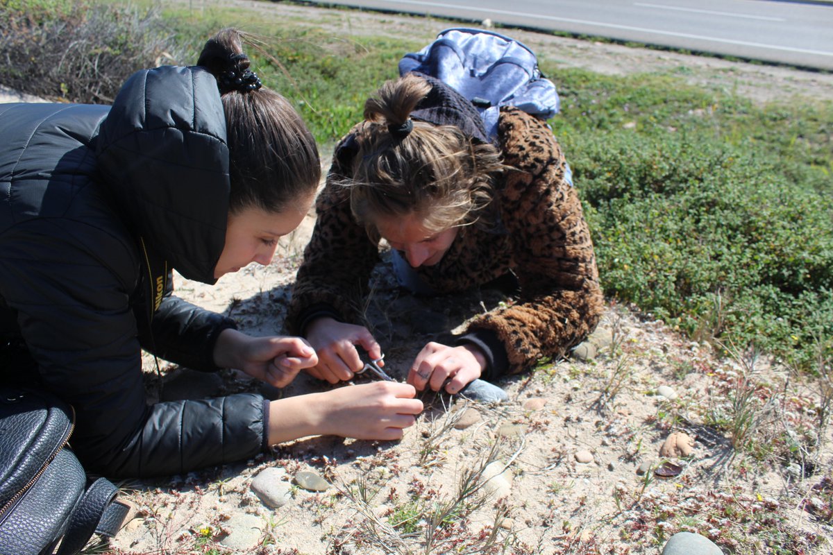 seedforce's tweet photo. #LIFEproject #SEEDFORCE Il team dell'Università di Cagliari in questi giorni sta raccogliendo materiale per indagini genetiche di 𝘓𝘪𝘯𝘢𝘳𝘪𝘢 𝘧𝘭𝘢𝘷𝘢 subsp. 𝘴𝘢𝘳𝘥𝘰𝘢, specie endemica di Sardegna e Corsica minacciata da attività antropiche, principalmente turistiche. https://t.co/SPBitkB3r9