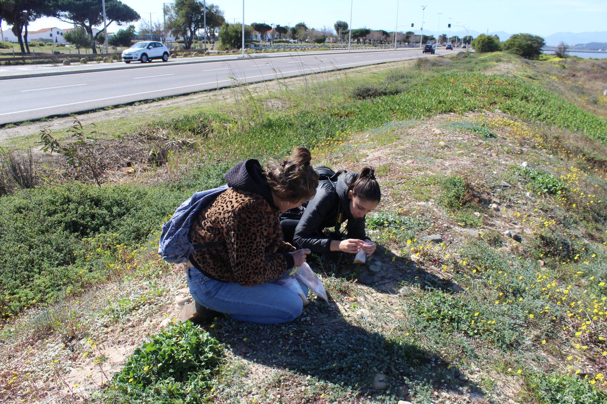 seedforce's tweet photo. #LIFEproject #SEEDFORCE Il team dell'Università di Cagliari in questi giorni sta raccogliendo materiale per indagini genetiche di 𝘓𝘪𝘯𝘢𝘳𝘪𝘢 𝘧𝘭𝘢𝘷𝘢 subsp. 𝘴𝘢𝘳𝘥𝘰𝘢, specie endemica di Sardegna e Corsica minacciata da attività antropiche, principalmente turistiche. https://t.co/SPBitkB3r9