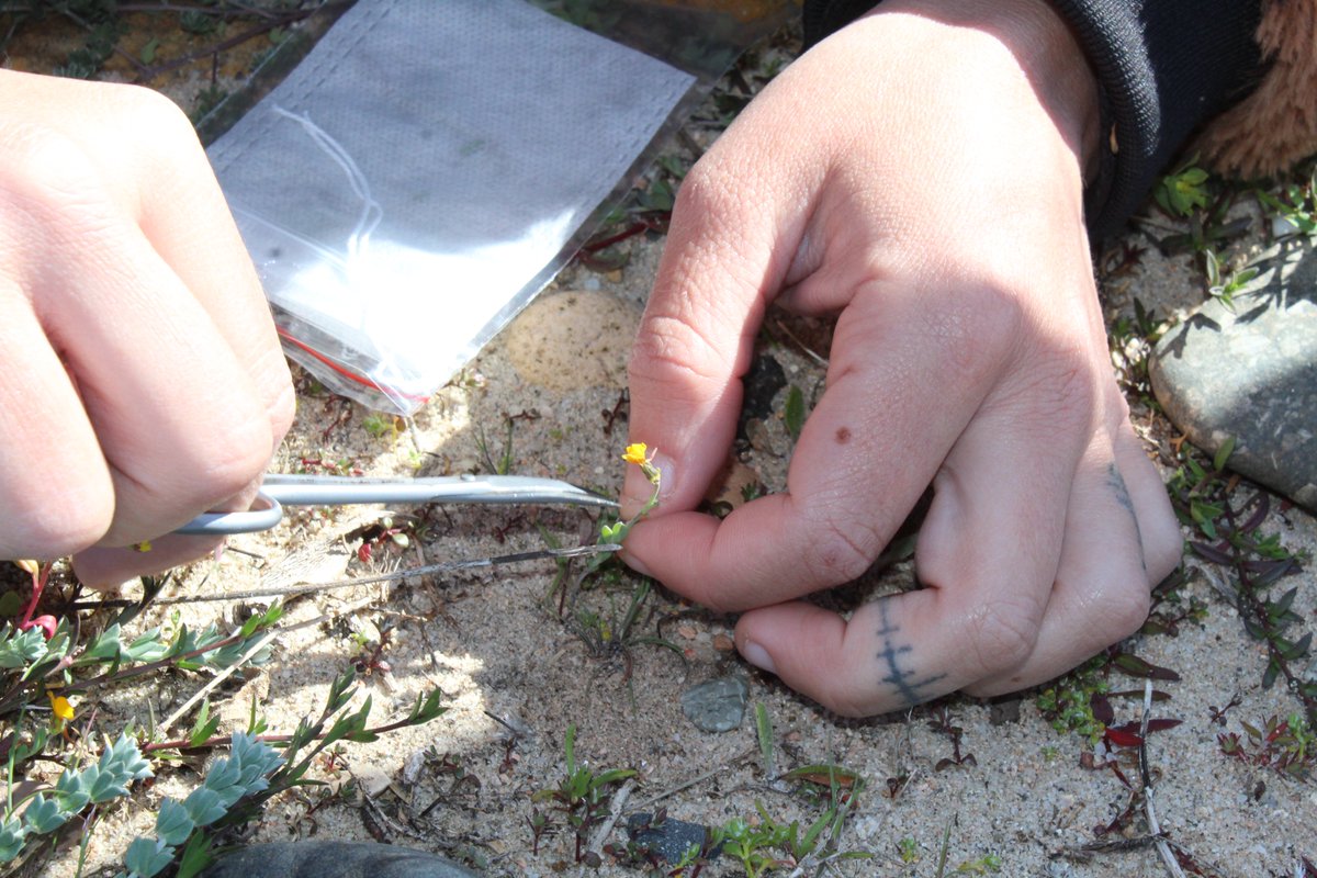 seedforce's tweet photo. #LIFEproject #SEEDFORCE Il team dell'Università di Cagliari in questi giorni sta raccogliendo materiale per indagini genetiche di 𝘓𝘪𝘯𝘢𝘳𝘪𝘢 𝘧𝘭𝘢𝘷𝘢 subsp. 𝘴𝘢𝘳𝘥𝘰𝘢, specie endemica di Sardegna e Corsica minacciata da attività antropiche, principalmente turistiche. https://t.co/SPBitkB3r9