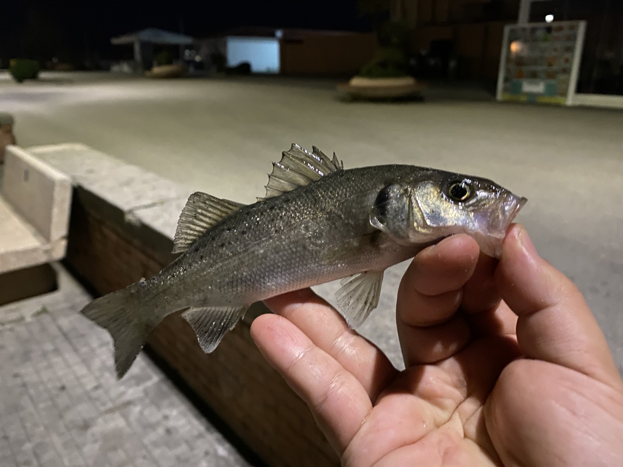 Showhey でシーバス釣り Showhey716 Twitter