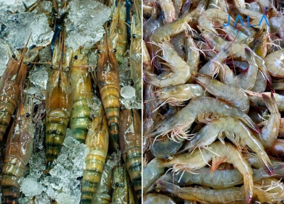 jalaindonesia's tweet photo. Sempat berjaya dan tergantikan oleh vaname. Cerita udang windu yang secara alami ditemukan di perairan Indonesia, tetapi berakhir kejayaannya di akhir 90-an.

Baca selengkapnya https://t.co/CJzi8gtEgU
#tambakudang #udang #windu #vaname #benur https://t.co/83d6c5pCis