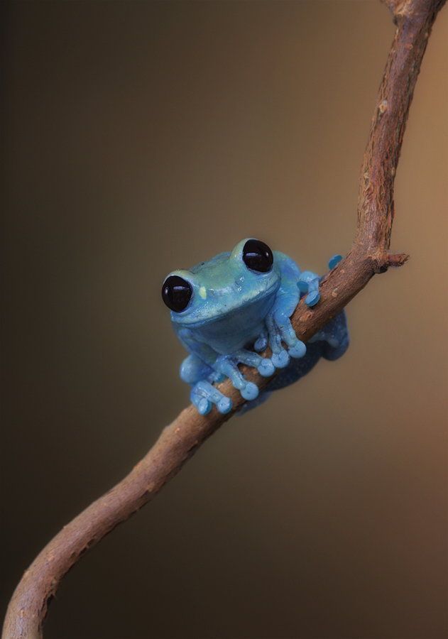 QUBLibrary's tweet photo. ATTENTION - Everyone currently doing exams / assignments:

Stop scrolling.

Look at this frog.

Take a deep breath.

Resume. https://t.co/85mqgsbFom