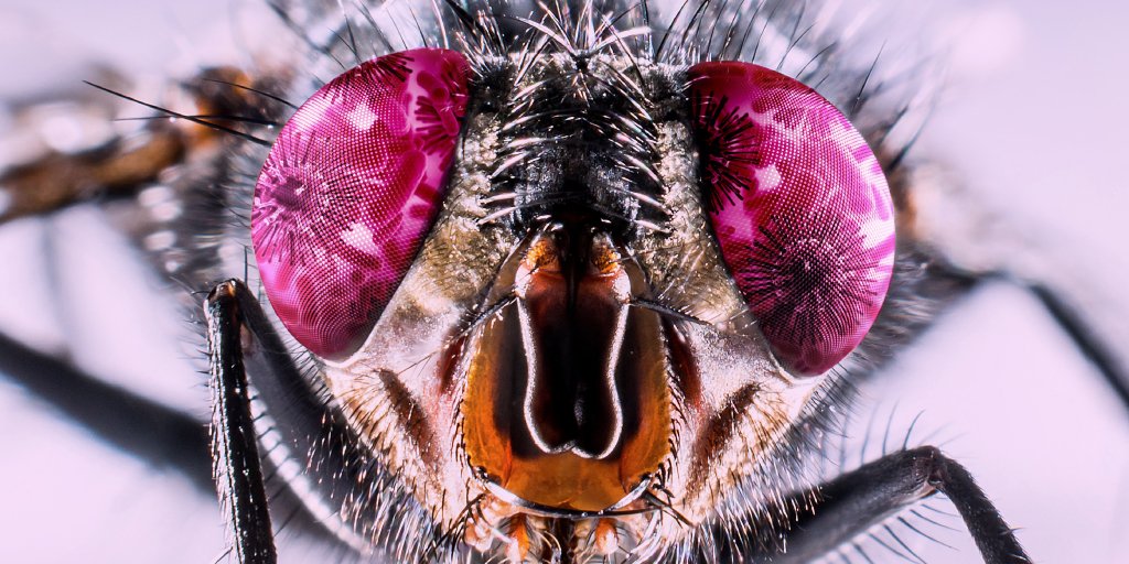 PestStop_UK's tweet photo. Did you know an average of 1,250,000 germs are carried on the body of one fly? Protect your home from flies with the Pest-Stop Fly Control range. Visit your local @BandQ to shop the range https://t.co/cXThBk4hQl
