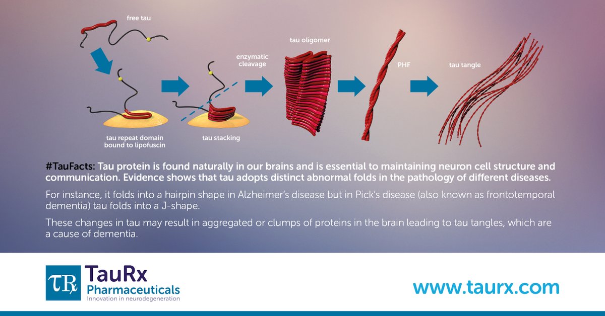 TauRx's tweet photo. Ever wondered how Tau protein can contribute to the development of dementia?
This month’s #TauFacts gives us the answer.
Find out more, here: https://t.co/YEgiFE9OqI
#targetingtau #timefortauisnow #Alzheimers #dementia #tauprotein https://t.co/jMNWHSJZbH