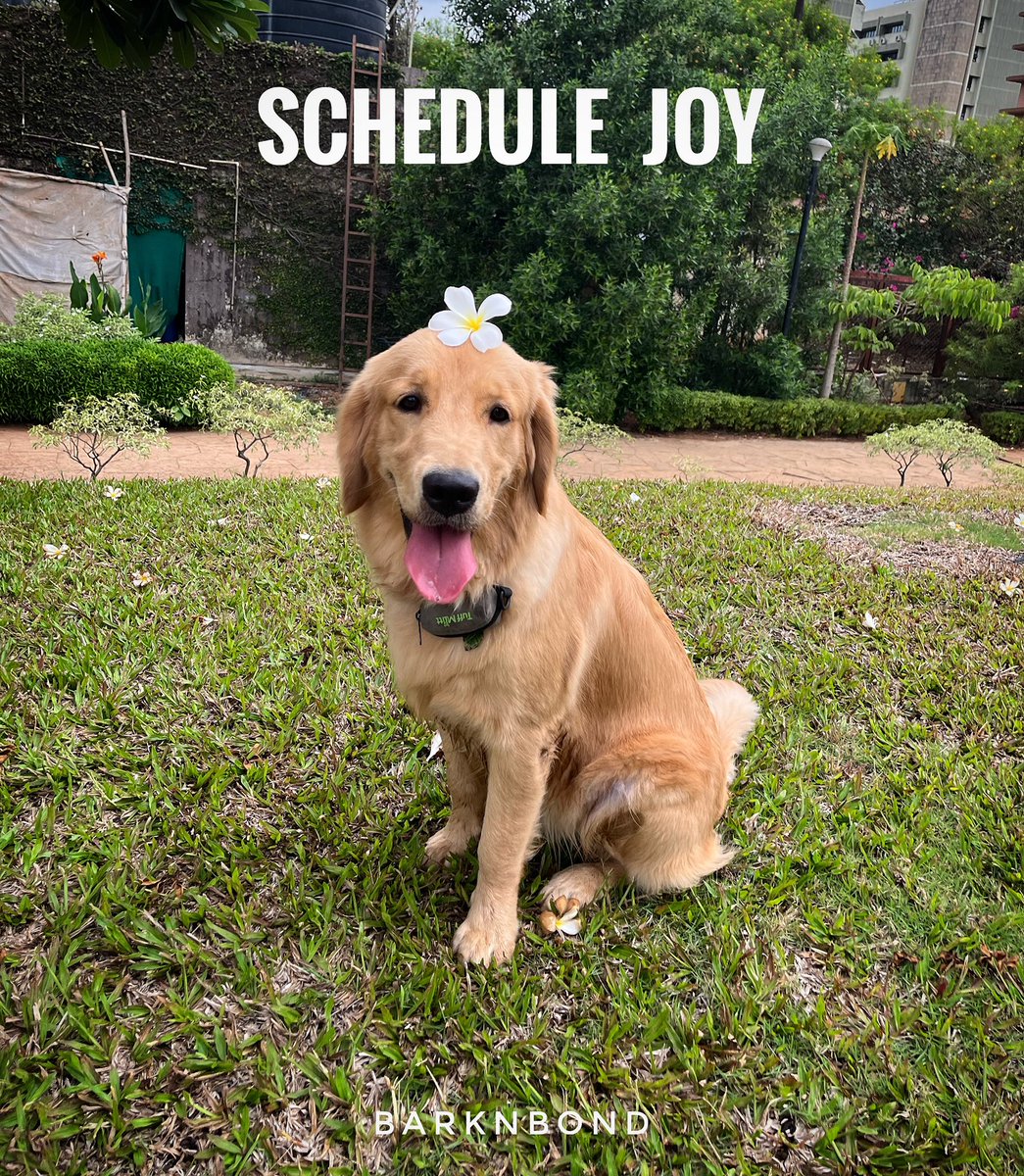 BarknBond's tweet photo. Schedule 10 minutes of your time with your dog, away from your phone or any gadget. 

I feel that spending undisturbed time with a dog is as good as meditating. Thoughts are clear, focus is just in the moment and heart feels light. https://t.co/u10oaK8fHg