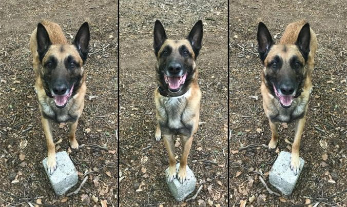 ElisaFrasnelli's tweet image. Paw preference in pet dogs: What is your dog's dominant paw and what does it tell you about their emotionality? 🐾🐩🐕🐶#dogs #laterality #handedness
Find out in our new publication! @MDPIOpenAccess @coldbloodedcog @profDSM @ABCWelfare @UoLLifeSciences
mdpi.com/2076-2615/12/9…