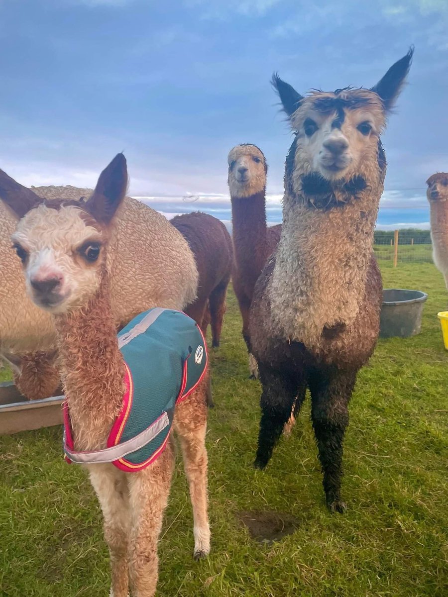 Anglesey Alpacas tweet media