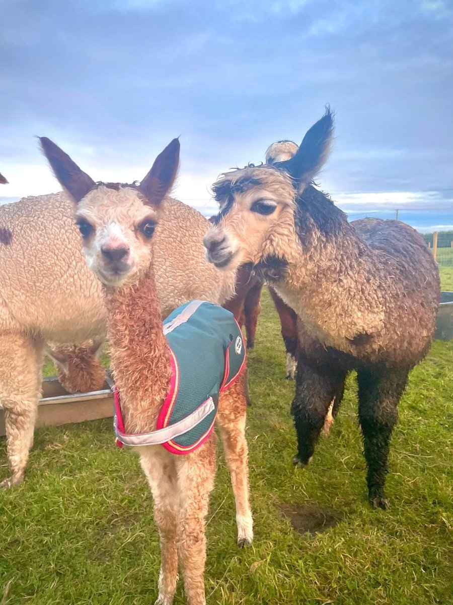 Anglesey Alpacas tweet media