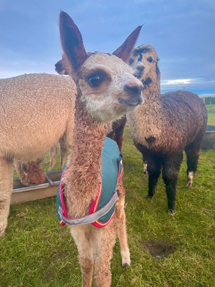 Anglesey Alpacas tweet media