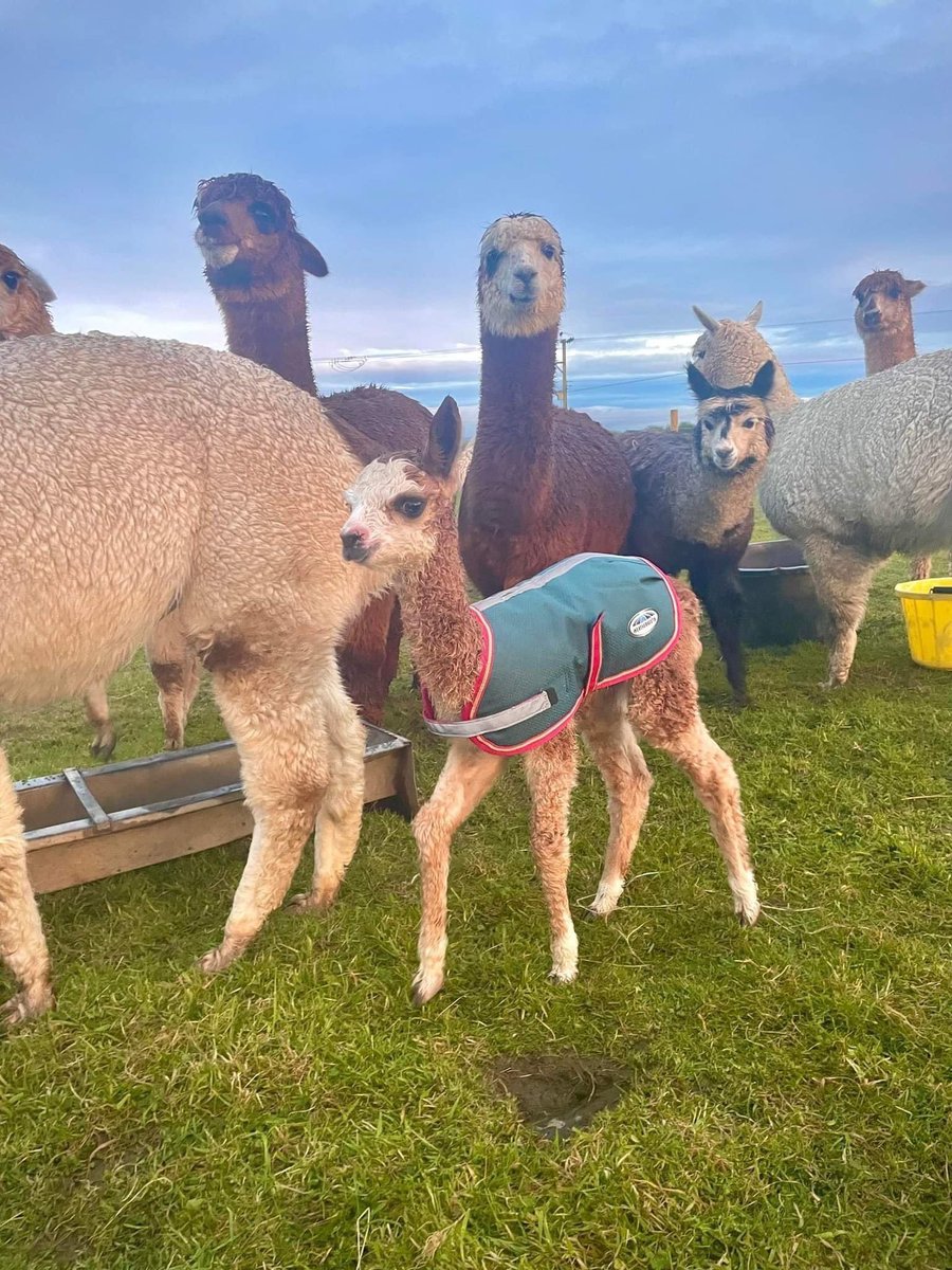 Anglesey Alpacas tweet media