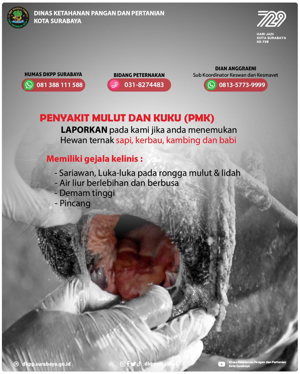 #ArekTani, jika kalian memiliki ternak dengan kondisi diduga terkena Penyakit Mulut dan Kuku dapat melaporkan kepada DKPP Kota Surabaya dengan nomor berikut

#dkppsurabaya #surabaya #footandmouthdisease #HJKS729 #Surabaya729