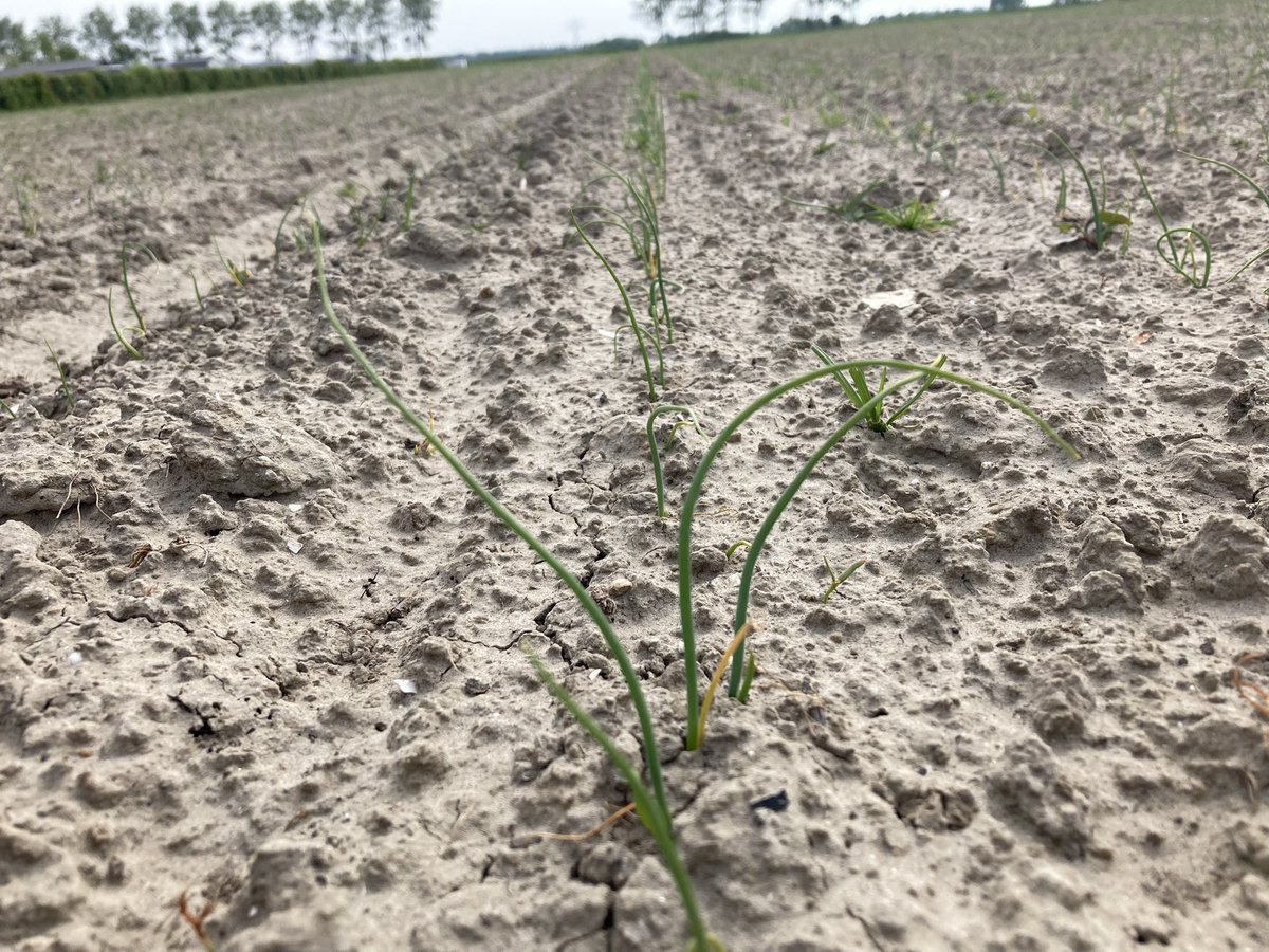 PeterVogelaar1's tweet photo. Ook de@#uien groeien lekker, al zouden ze wel een buitje kunnen gebruiken. @DeGrootenSlot @P_Vroegindeweij #Hypark https://t.co/ZS2Wq2IJv9