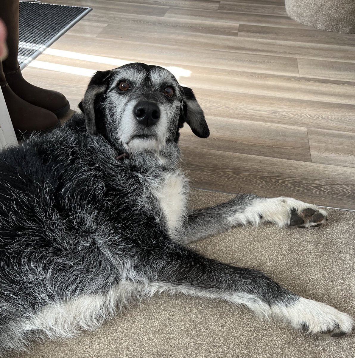 Charlie has invaded my office and is just judging the heck out of me today <a href="/fundraisingdogs/">fundraisingdogs</a>