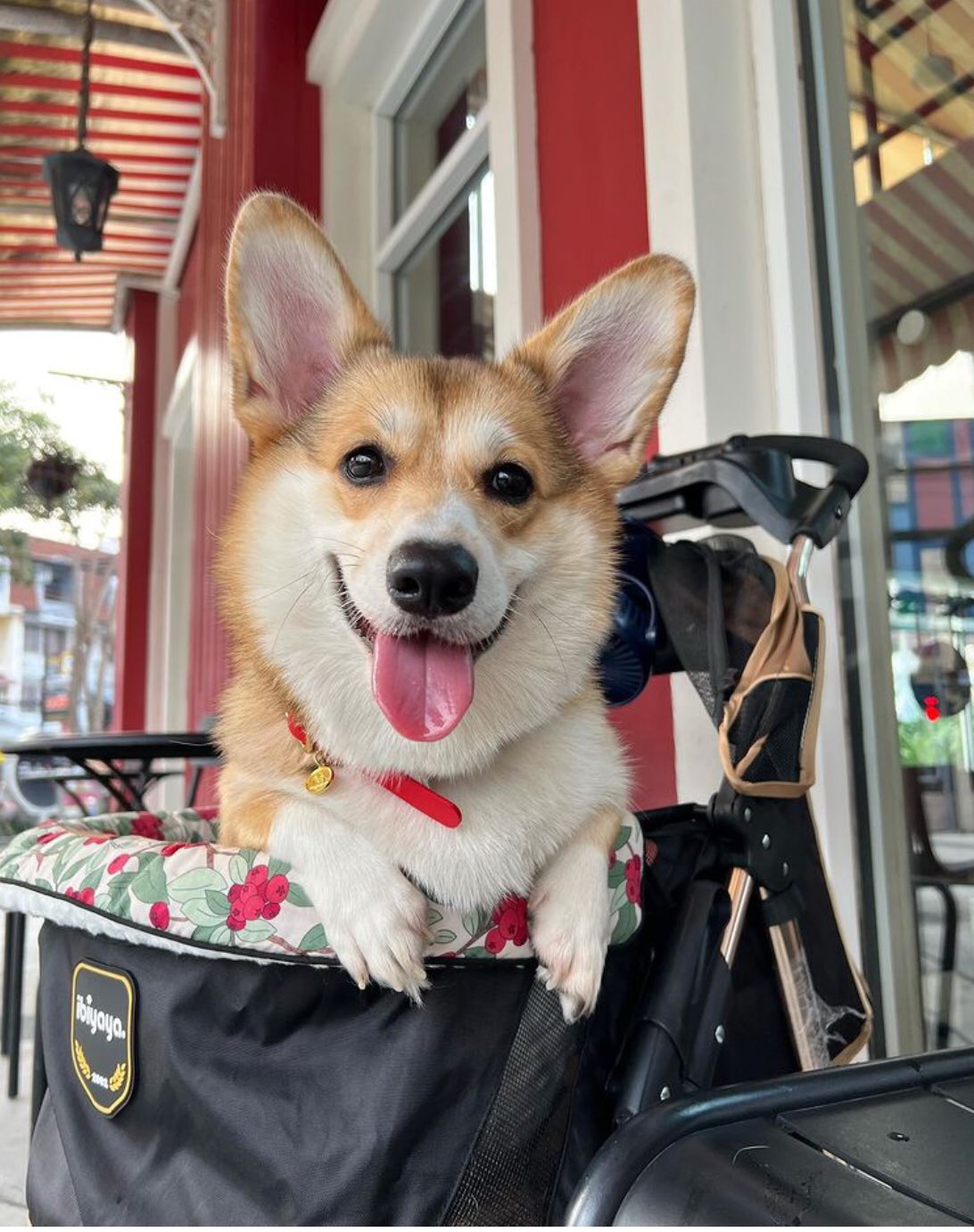 Corgi stroller 2025