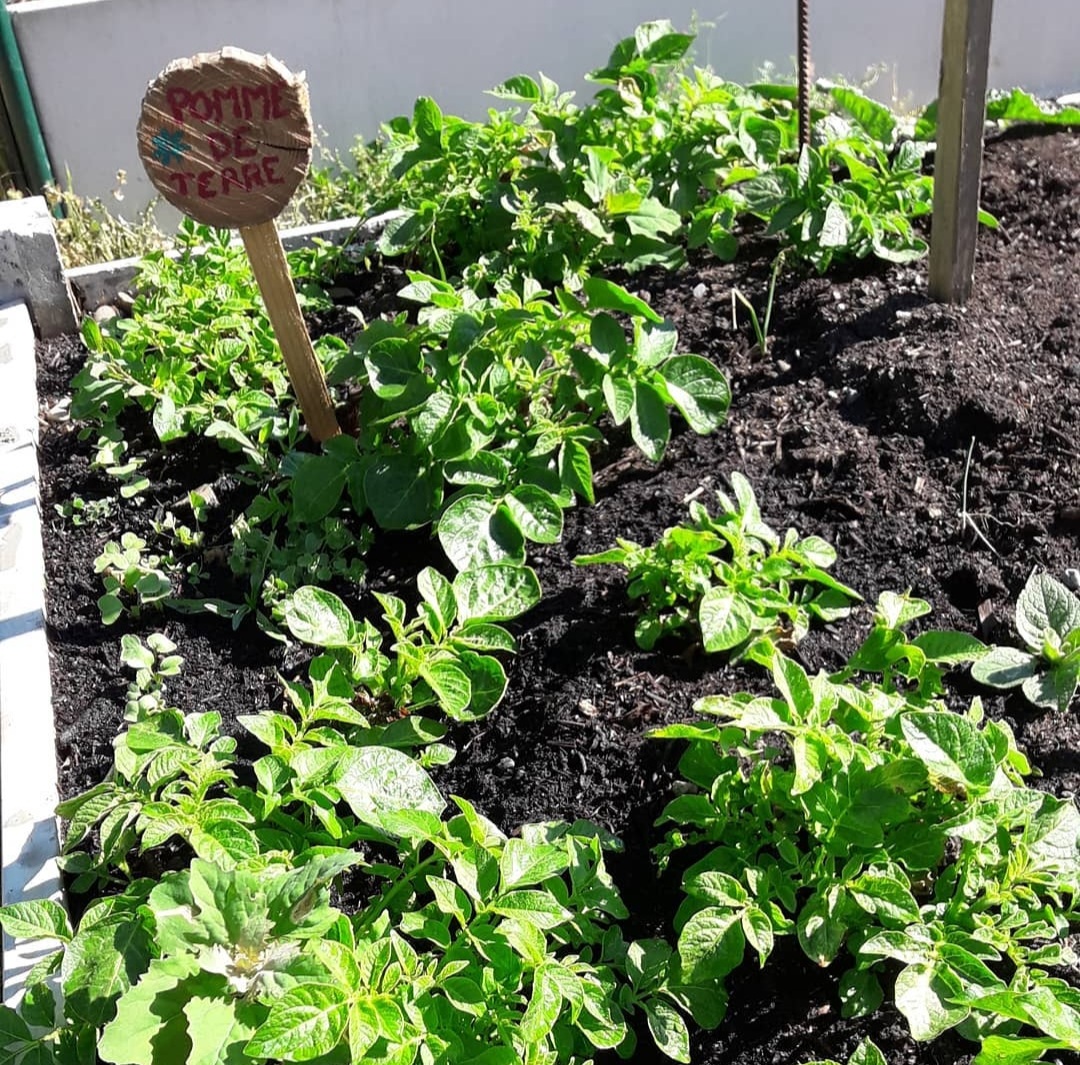 apfhandicapOcc's tweet photo. 🌿#jardinspartagés en Occitanie
Zoom sur 3 projets de jardins partagés développés par nos antennes locales d'APF France handicap Occitanie
🌍#Montpellier #Perpignan #Toulouse
🖱️https://t.co/pLaADanRUG https://t.co/llLq3wwBKX