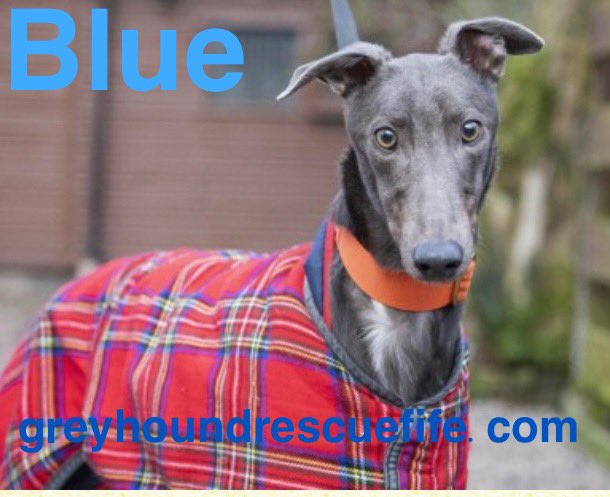 GreyhoundRFife's tweet photo. 🚨CUTE ALERT 👀Blue is the sweetest, loveliest #Greyhound He has been at #GRF for a few months & is gaining confidence. Could you offer him a #FureverHome More at https://t.co/vNLyI2TOLf #AdoptBlue 💙 #DogOfTheMonth https://t.co/U2Fn26oBvw