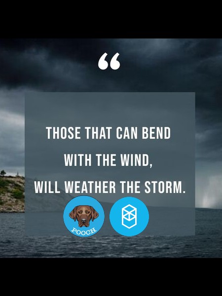 PoochFTM's tweet photo. We'll get through this together! $POOCH $FTM $LUNA $BTC #Cryptocrash https://t.co/4H4tlA8CeF