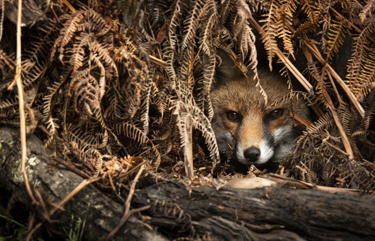 Nothing to see here. Todays @ChrisGPackham #FoxOfTheDay