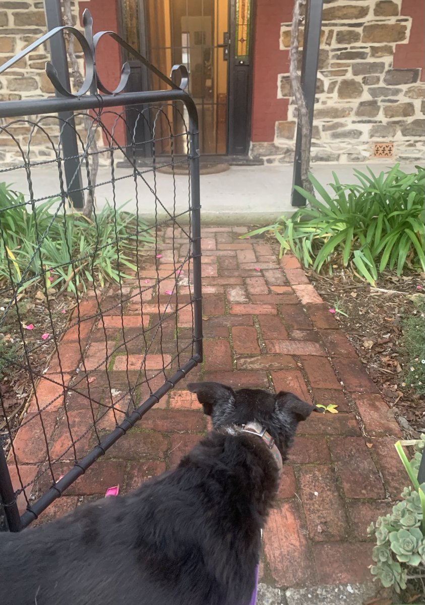 chasandsal's tweet photo. Rosie’s final goodbye, 17 years young ♥️ I am sure she is chasing seagulls somewhere ♥️ https://t.co/QsMLrcZ5zk