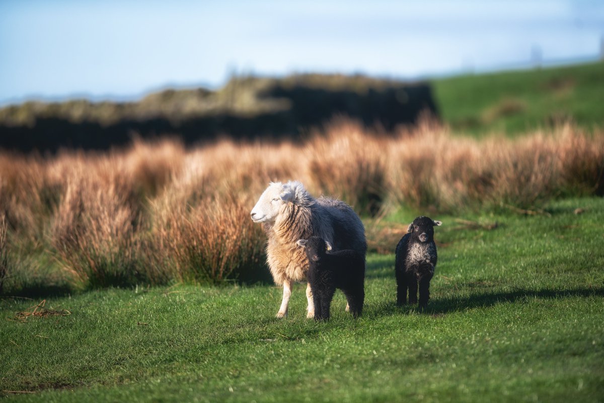 What i love so much about this shot is if you look really quickly you completely miss the second lamb lol 🙂