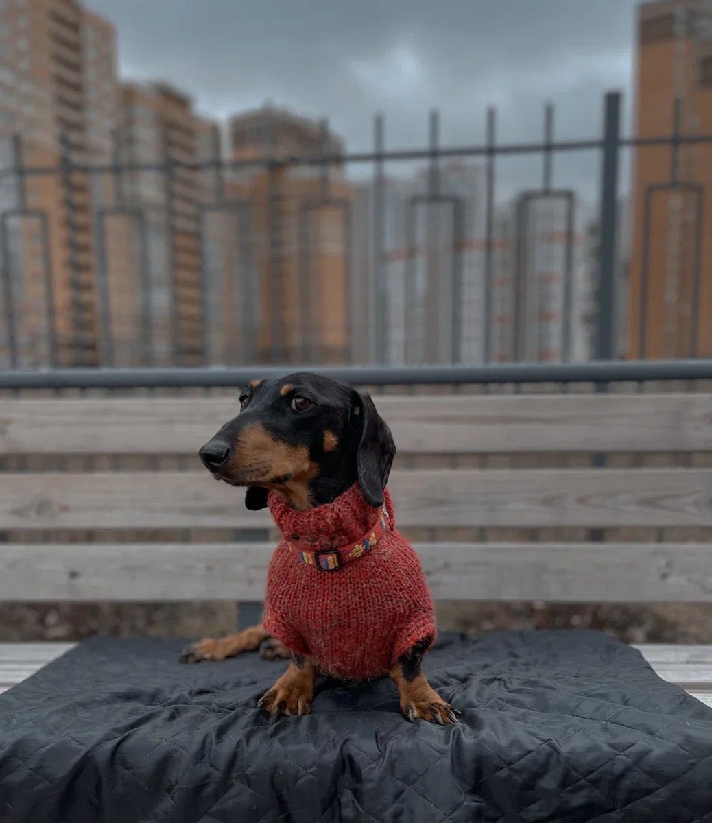 может кто-то в Петербурге ищет себе настоящего друга?

Минимальный уход, любовь и терпение, не надо быть с ним постоянно, надо гладить, да кормить во время)
Он молод, 4+ годика.
Классный мальчишка, ласковый и весёлый ,как все таксы.