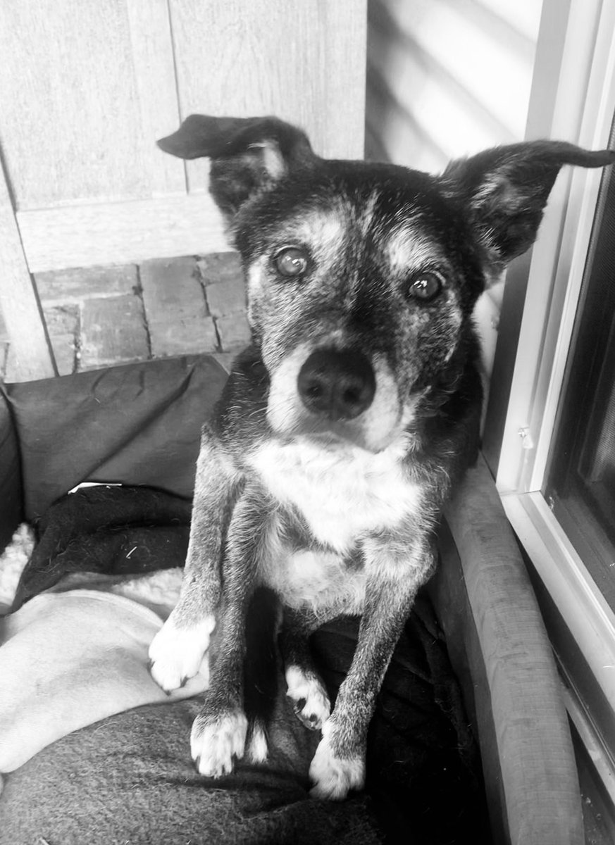 chasandsal's tweet photo. Rosie ♥️ https://t.co/B2Q3zPpmKN