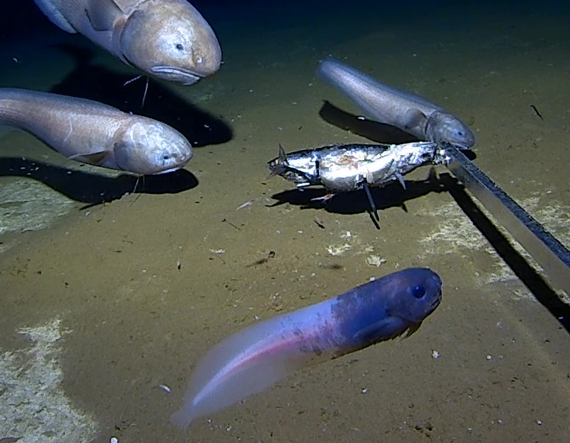 Likely new species of snailfish discovered 6500m deep in the Indian Ocean 🐟 deep sea species rarely survive the decompression and temperature when caught, but we only need a single sample to describe and sequence the species. 2nd pic is what it looks like in the wild