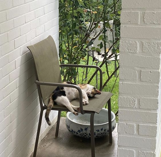etherealdior's tweet photo. greenery makes my soul happy https://t.co/Xpq7N2Kj3M