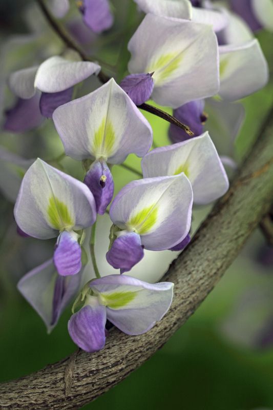 SignoraDelleOr1's tweet photo. Buongiorno 🌞 che sia per tutti voi una giornata di gioia e serenità 🌈 ☺️😽

🌹🌷🌺🌸🏵️🌻🌼💮
#Naturephography #flower #NatureBeauty #photo #Flowers #photography #nature
📸 dal web https://t.co/3yfKoj8Oy2