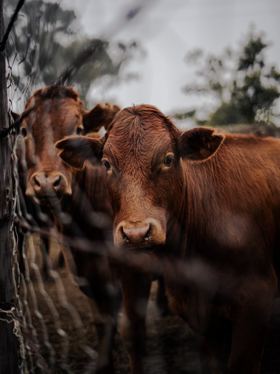 Cattle that do not show efficient growth burdens the profitability of your enterprise. Ask your #Molatek technical advisor about Beef Fat 33+ for achieving the lowest cost per kg mass gain. molatek.co.za/molatek-beef-f…