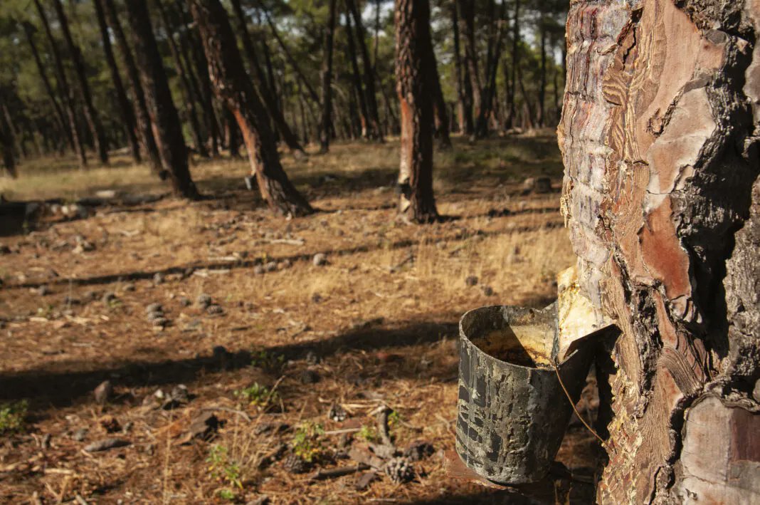iforest_es's tweet photo. Comienza la campaña de producción de resina. Este año el precio de la resina ha subido de manera muy importante.
https://t.co/95xwRDe1eL
#forestal #madera https://t.co/5gxCH8klAI