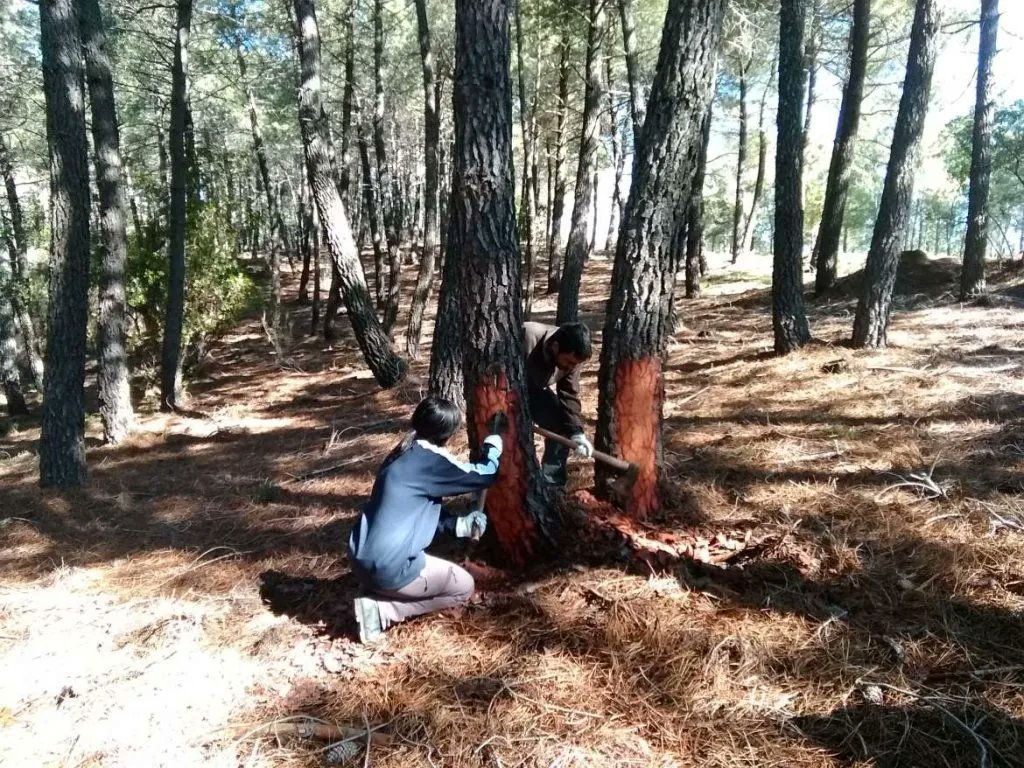 iforest_es's tweet photo. Comienza la campaña de producción de resina. Este año el precio de la resina ha subido de manera muy importante.
https://t.co/95xwRDe1eL
#forestal #madera https://t.co/5gxCH8klAI