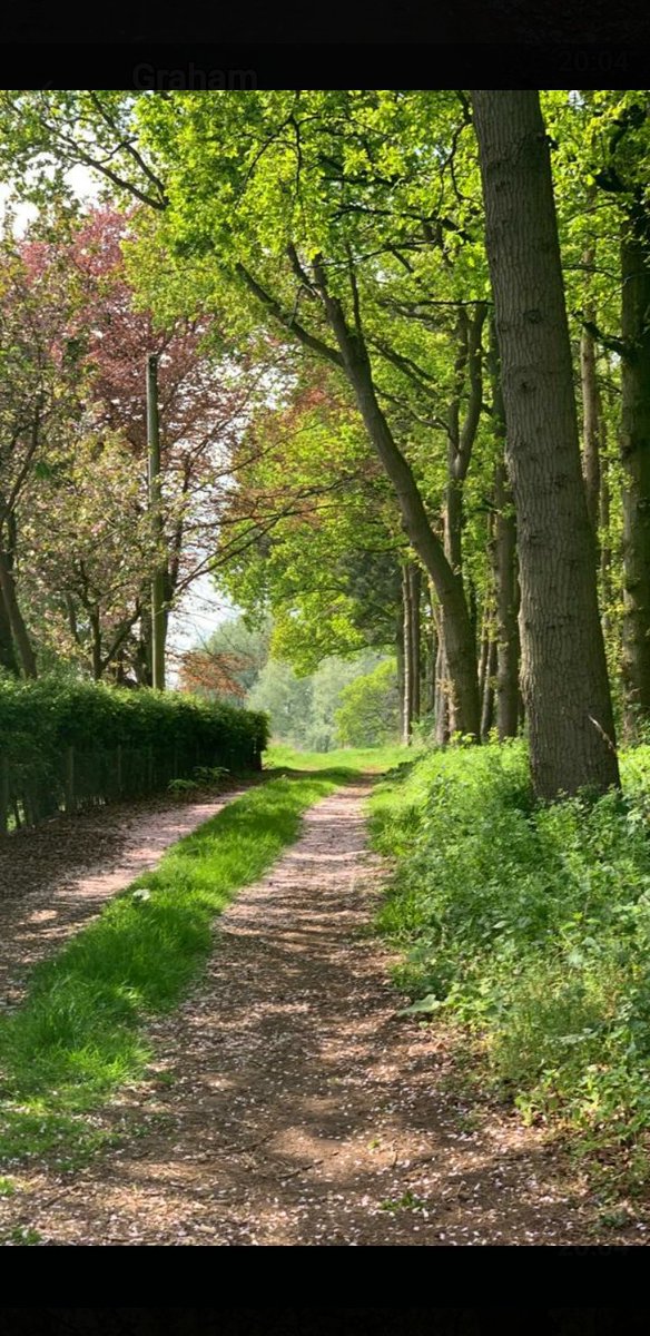 snapperchatta's tweet photo. Hello from North Yorkshire. Pure happiness. (May need a click.) #OldTrack #Trees #BlossomPath #Home #Yorkshire https://t.co/EOKHpzgeDF