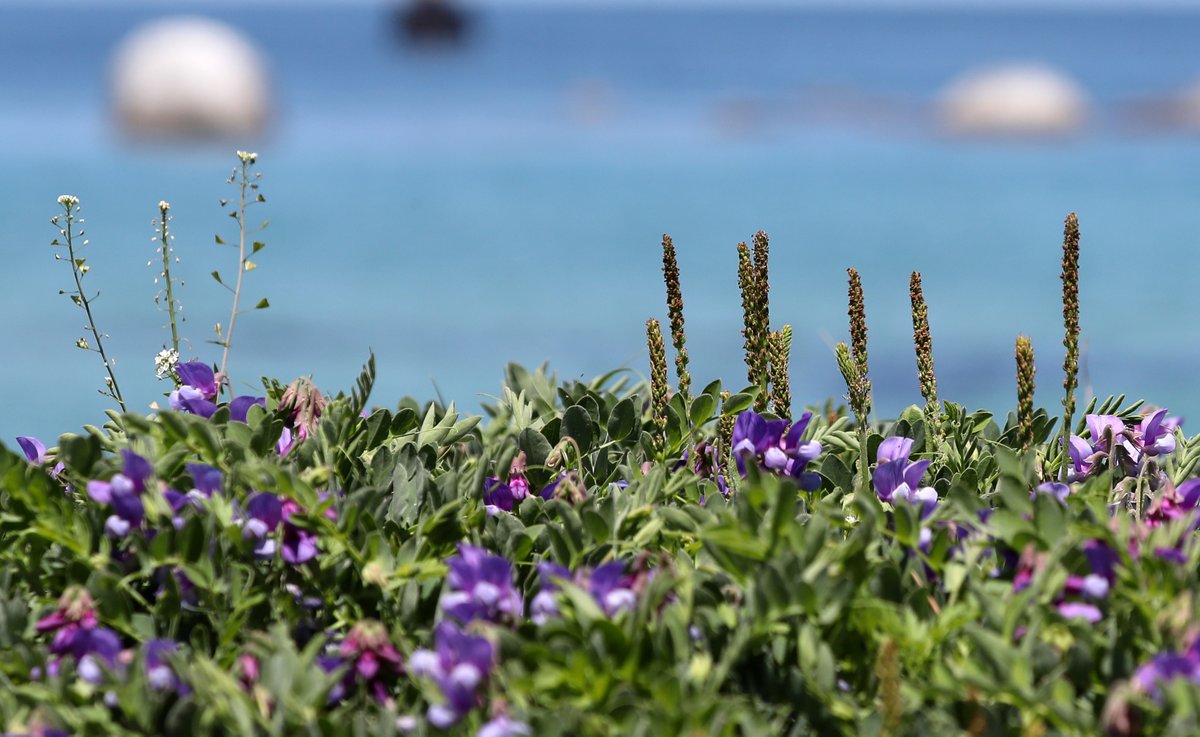 DiscoverKorea_'s tweet photo. Beach peas in full bloom are attracting us! 😍
#beachpea #wildflower #flowersphotography #NaturePhotography #nature #갯완두
https://t.co/2oLITA2DQV https://t.co/RwibB7922n