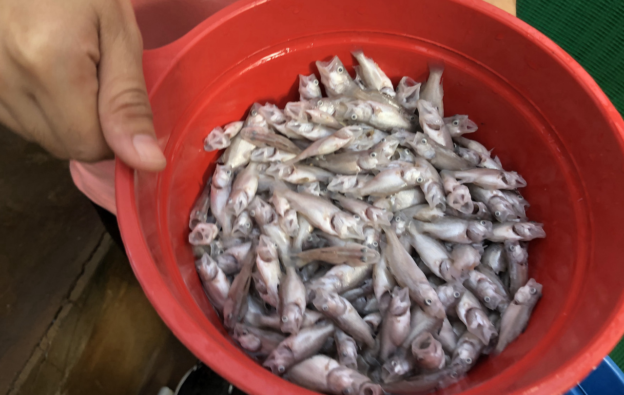 تويتر 東南アジアの魚飼い على تويتر 学生実習で 酸欠で殺してしまったアカメ Lates Calcarifer 種苗です 真面目に餌をたくさんやる学生ほど 魚を多く殺します 魚が死ぬのは大きな失敗ですが 重要な経験になります T Co Gh7kwyquur