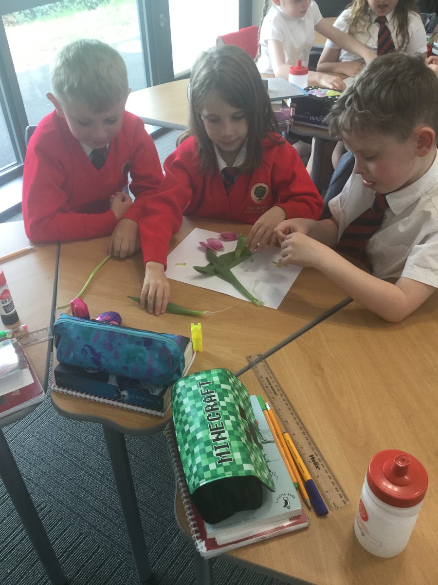 Year 3 Rabbits, dissecting a tulip to look at different parts of  flowering plant. <a href="/HMC_School/">High Meadow Community School</a> <a href="/TheBurrow_HMCS/">TheBurrow_HMCS</a> #wearecurious