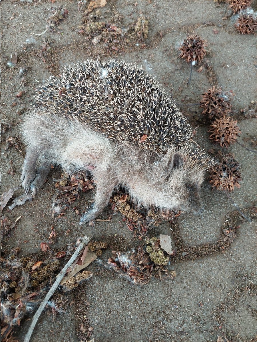 ClaraPistoni's tweet photo. @KerrieDoodles Mowing lawns means also this... every year I find them near green footpaths just mowed. And in May many baby hedgehogs are orphaned too early. So, please consider not mowing in May also for them. https://t.co/LqxY6AdqWu