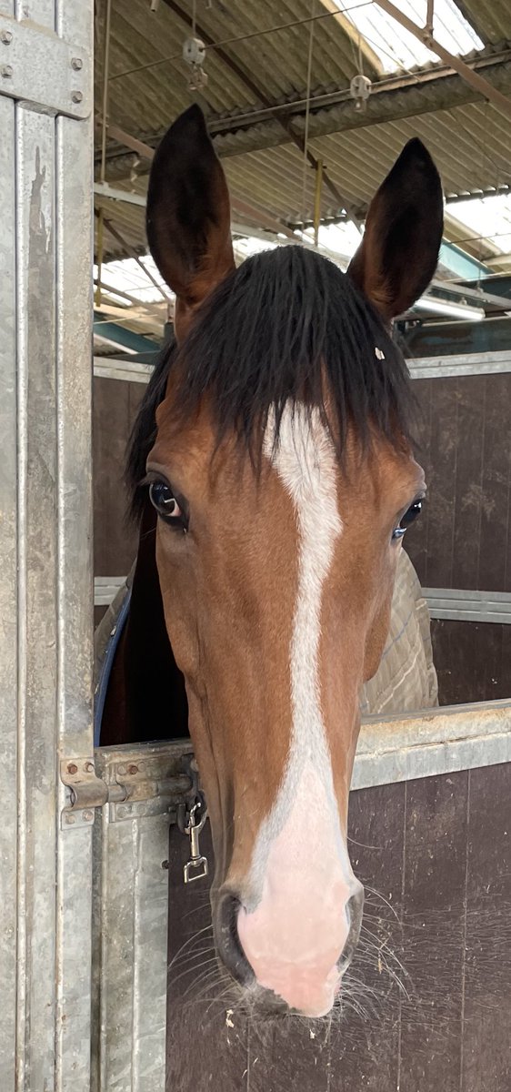 declan_carroll's tweet photo. One runner this afternoon @Beverley_Races.
3:40 #Jackamundo ridden by Harrison Shaw for Owner Danny Fantom Racing.
@shaw_harrison @fantom_racing @DANNYFANTS73 @RacingSantry https://t.co/bAtXU9mqUf