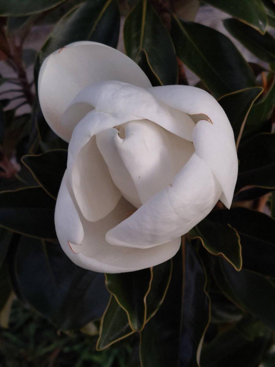 GabyLynch9's tweet photo. Oh and this 😊 #AllInOneDay #MorningAndEvening #Nature #MagnoliaLove 🌿🤍🌿 https://t.co/1Uu81Wvixj